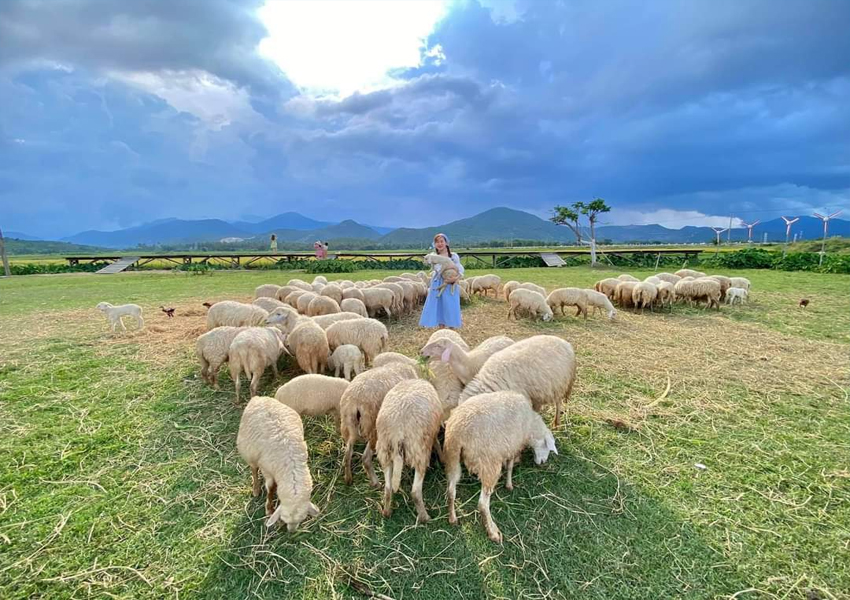 Tour Nha Trang - Đồng Cừu - Hang Rái - 1 ngày